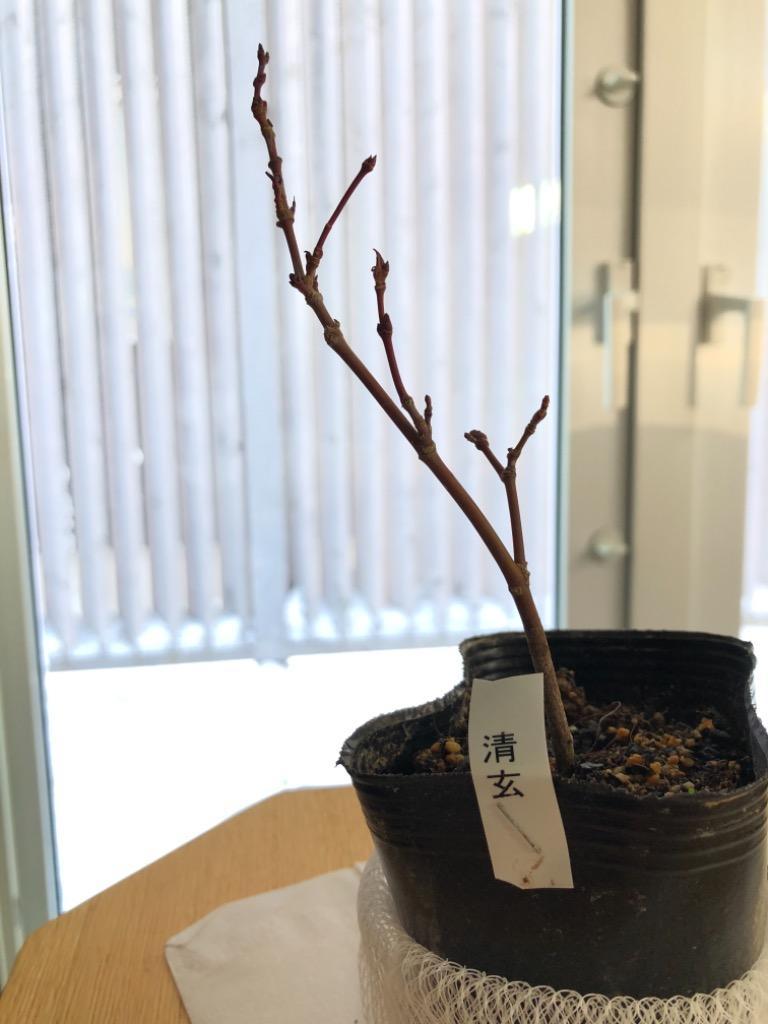 チャーム（charm） （山野草）盆栽 品種系モミジ 清玄（セイゲン）3号