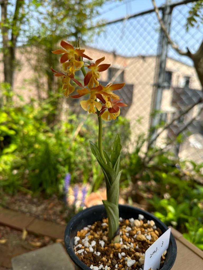 チャーム（charm） （山野草）エビネ（海老根）タカネエビネ（高嶺