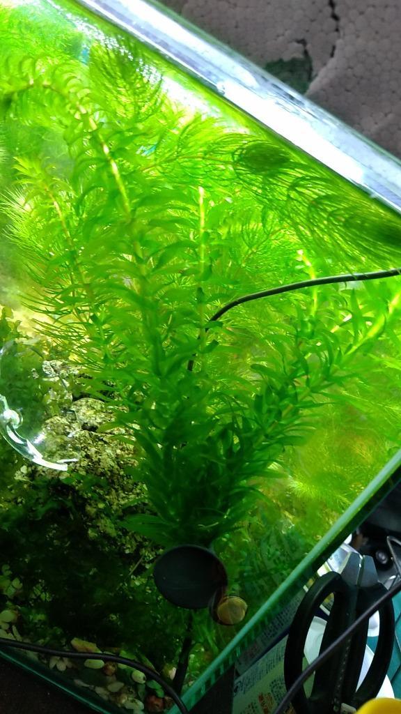 （水草）メダカ・金魚藻　国産　無農薬アナカリス　鉛巻き（５〜７本）（１個）