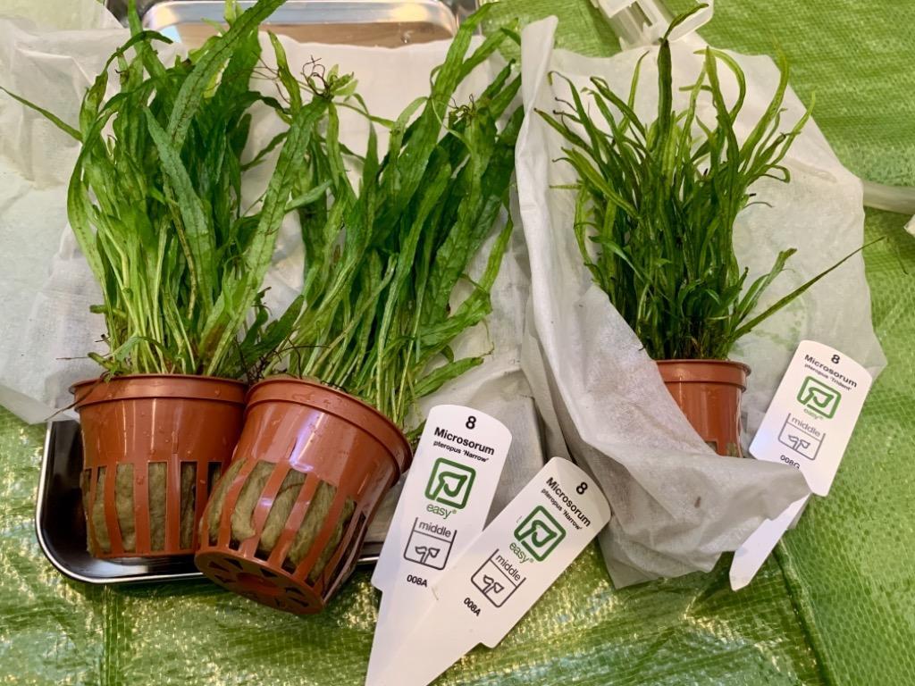 チャーム（ペット） （水草）ミクロソリウムsp．トライデント