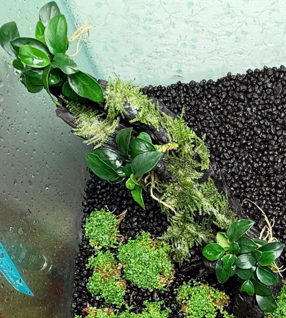 水草）☆株売り☆ アヌビアスナナ プチ（水上葉）（3株） : チャーム