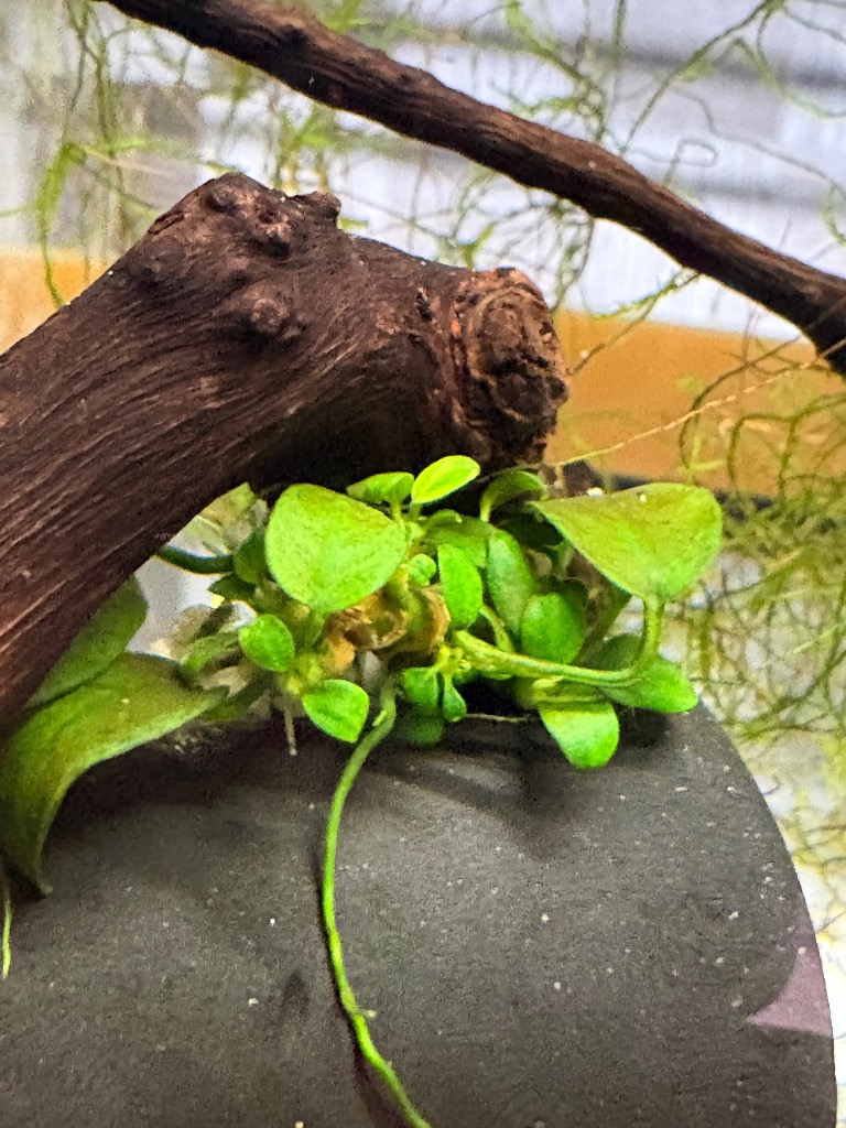 水草）☆株売り☆ アヌビアスナナ プチ（水上葉）（5株） : チャーム