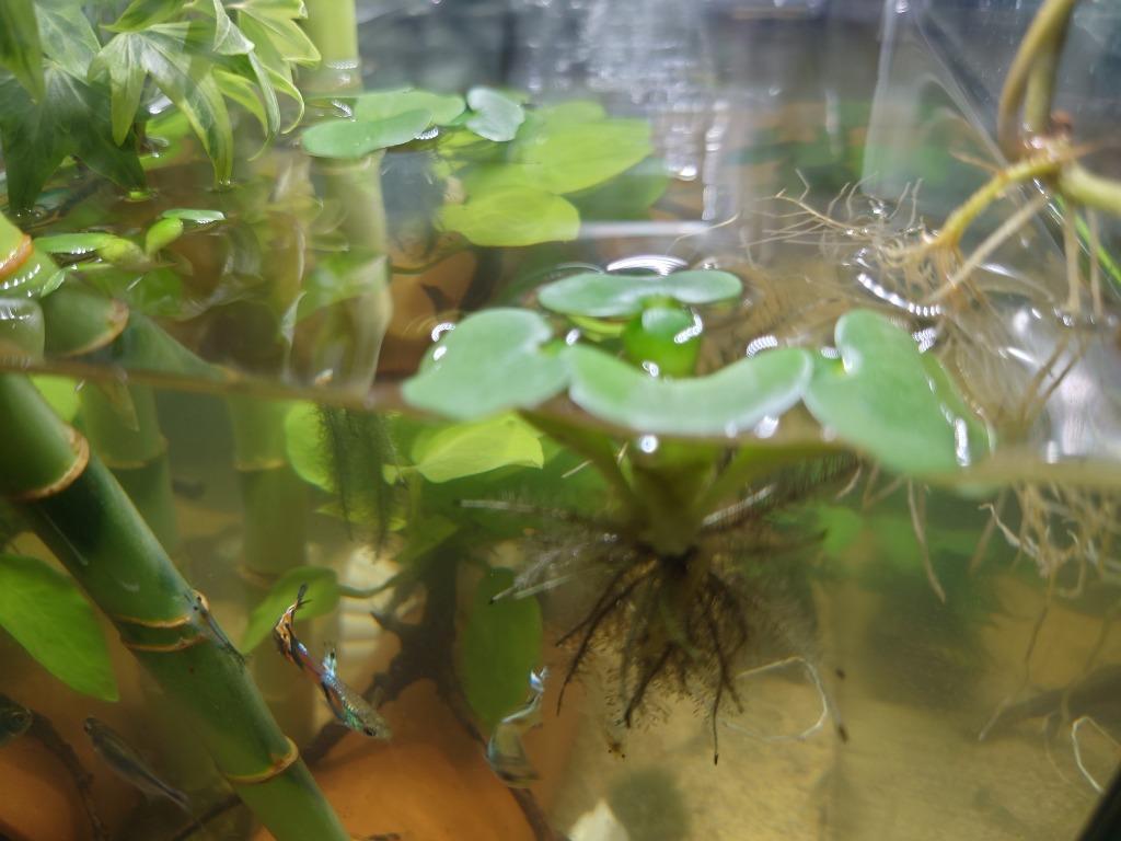 水草）ミニホテイ草 子株（無農薬）（１０株）金魚 メダカ - 水草