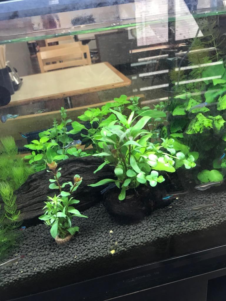 全体のレビュー画像 | 1-0