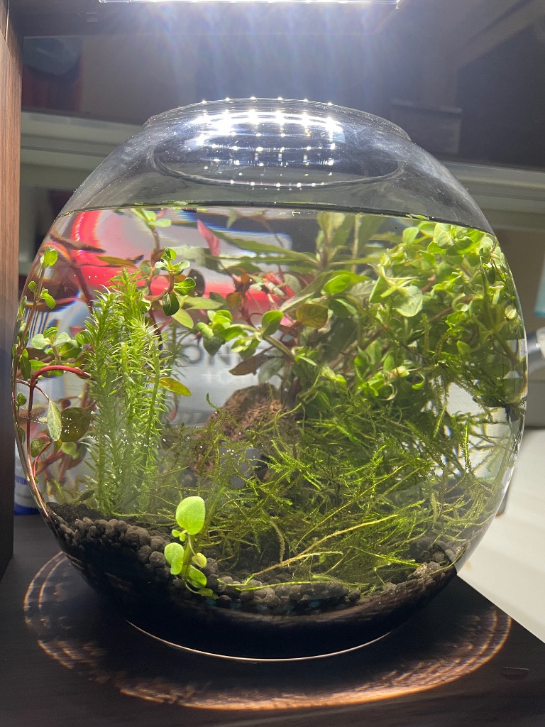 水草）イキイキカップ入り水草 小型水槽向き水草 〜GLASSAQUA