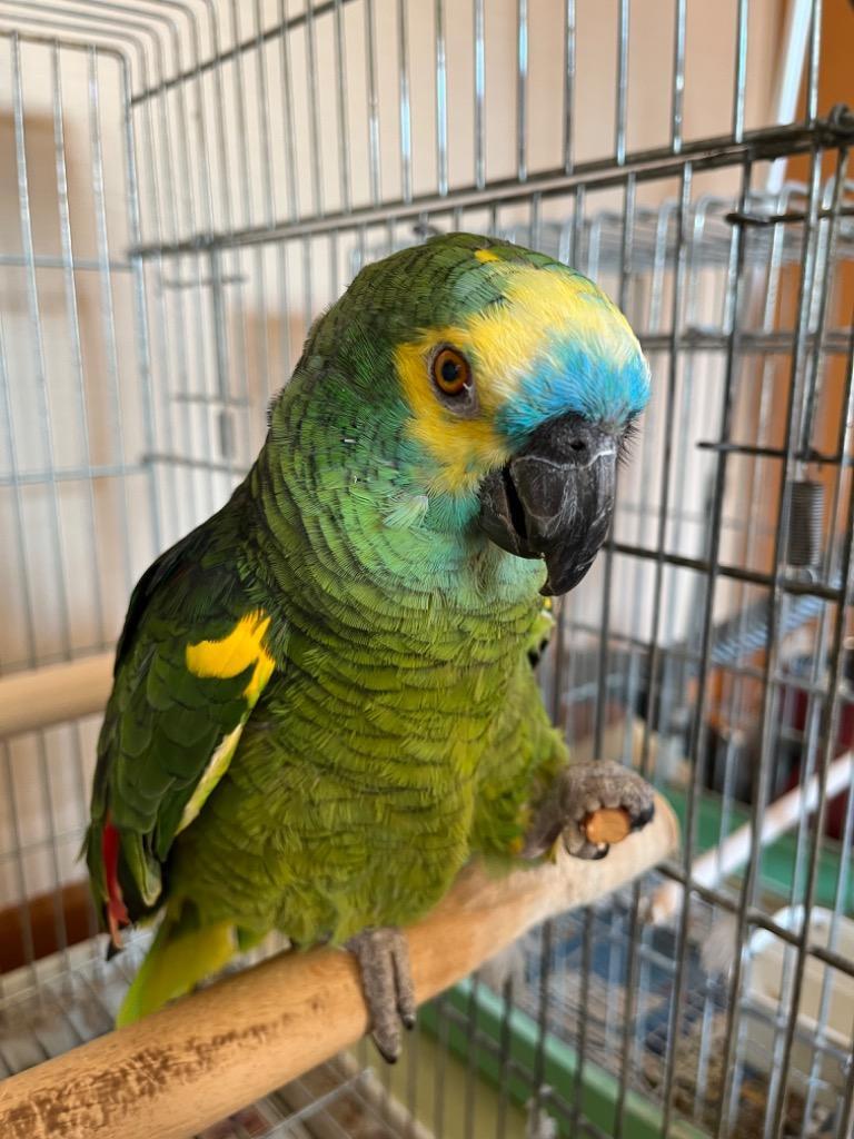 ＮＰＦ バードテイスト 大型インコ・オウム ９００ｇ 鳥 フード 餌