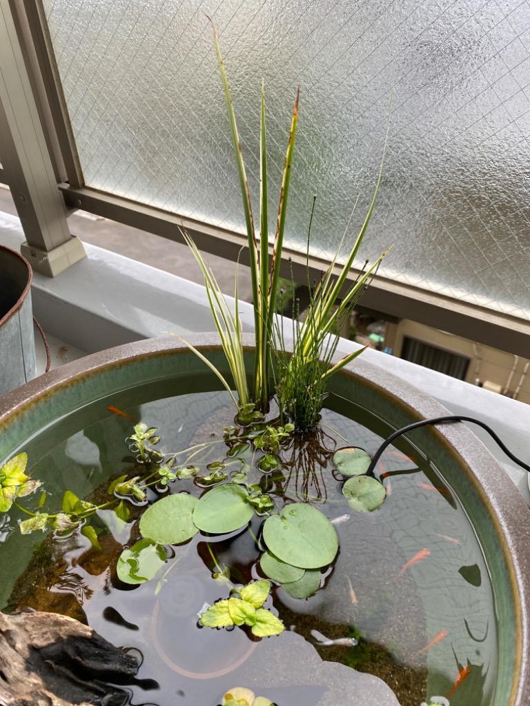 ビオトープ）水辺植物 インスタントビオトープ ＬＯＷタイプ（寄せ植え）（１鉢） :439136:チャーム charm ヤフー店 - 通販 -  Yahoo!ショッピング