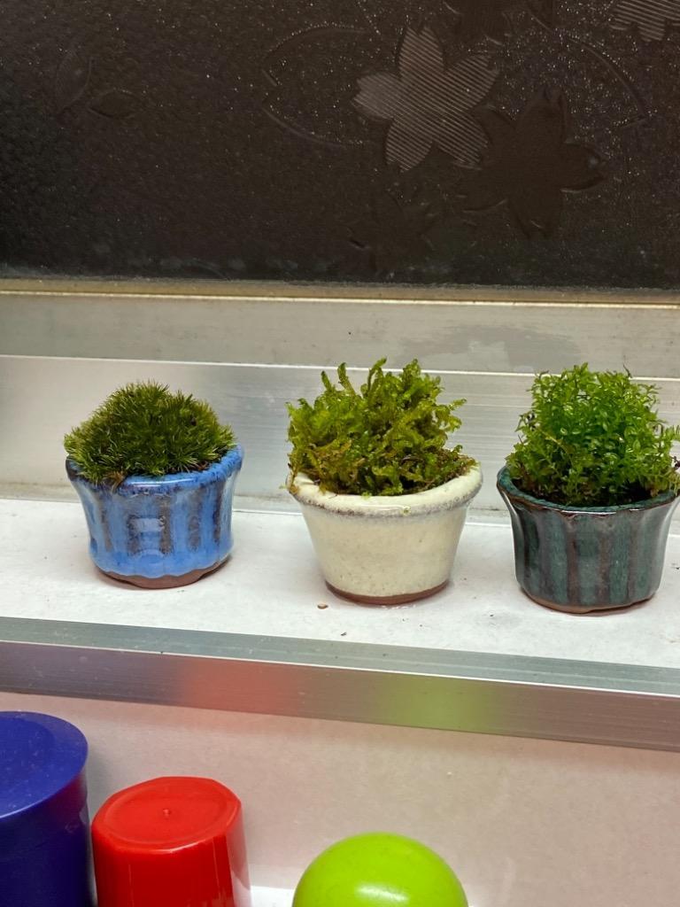 チャーム（ペット） （盆栽）苔盆栽 おまかせ苔 豆鉢植え（3鉢