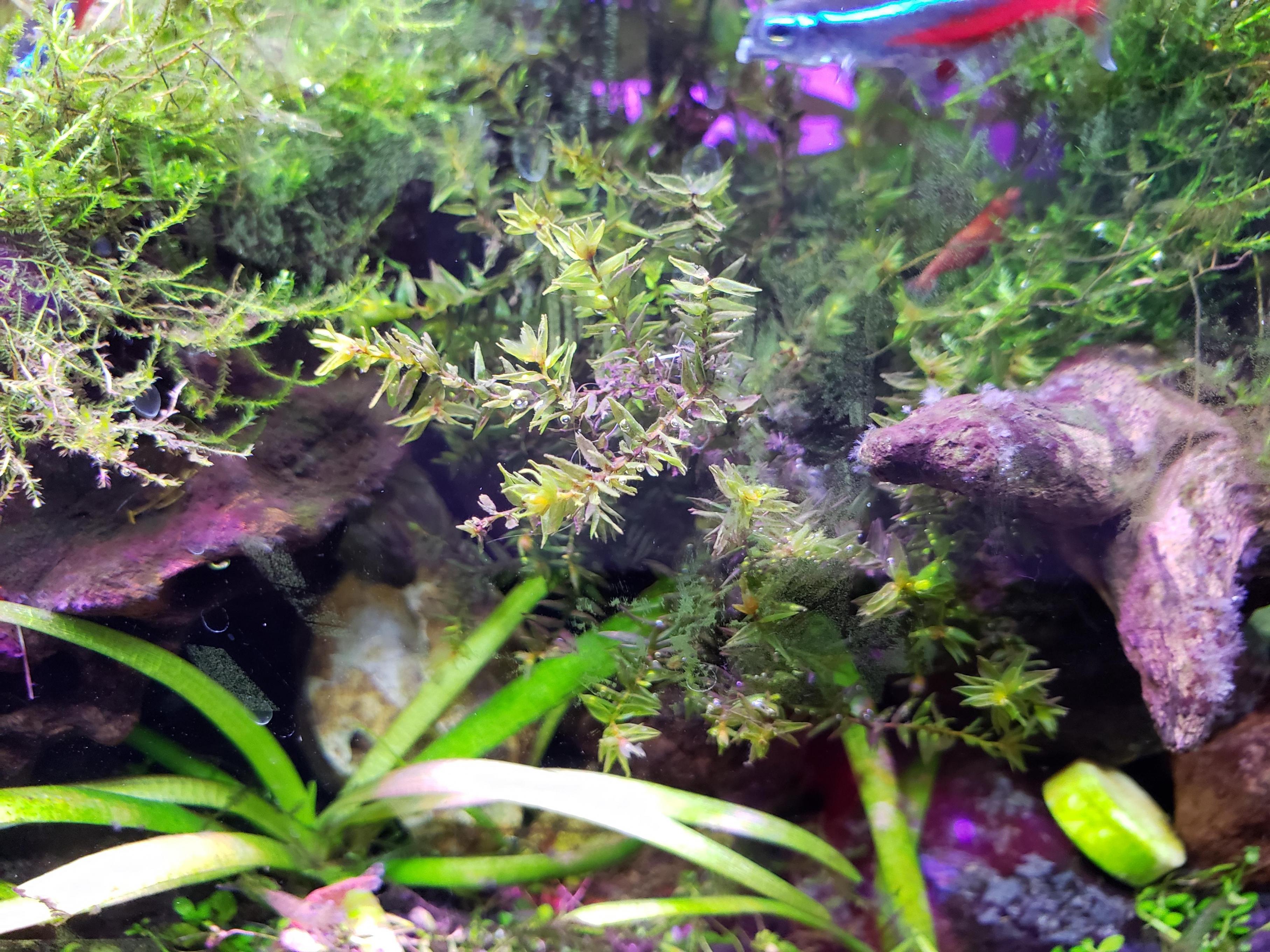水草）オレゴンリバーモス グラスリング付き（無農薬）（１個） :440565:チャーム charm ヤフー店 - 通販 - Yahoo!ショッピング
