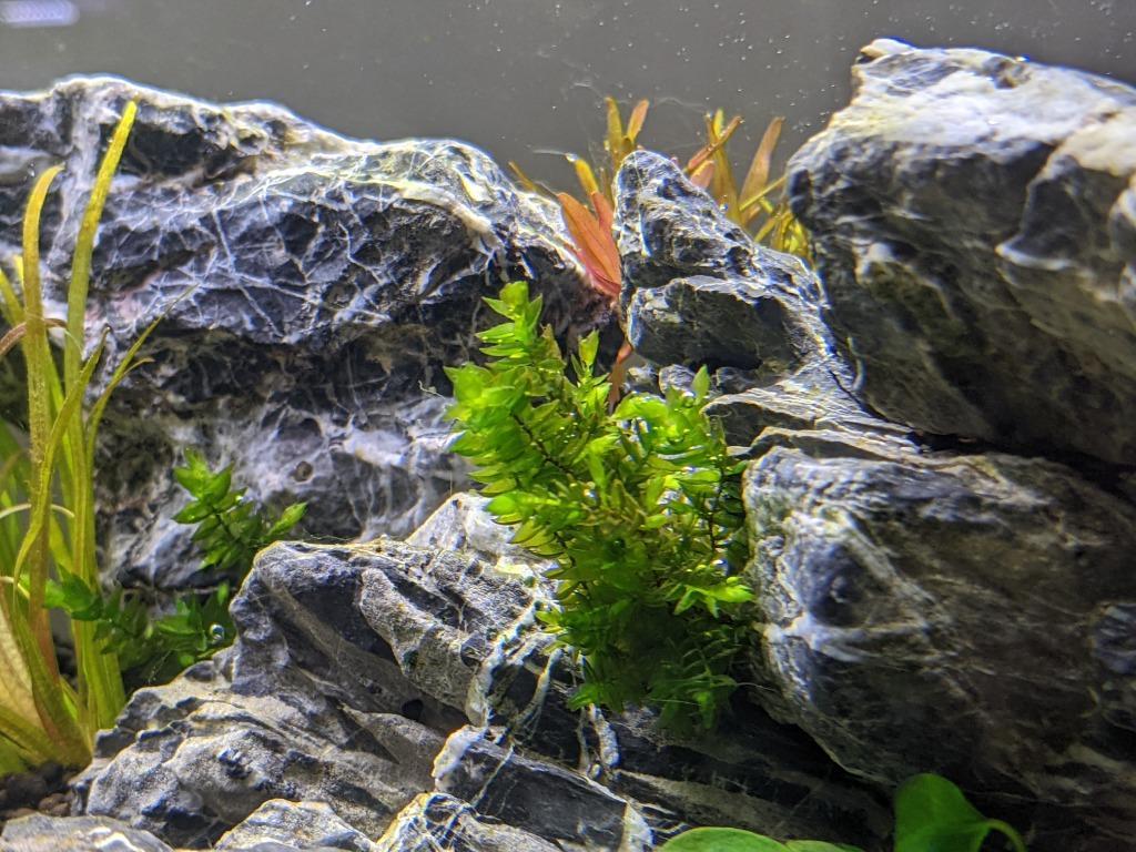 水草）オレゴンリバーモス グラスリング付き（無農薬）（１個） :440565:チャーム charm ヤフー店 - 通販 - Yahoo!ショッピング