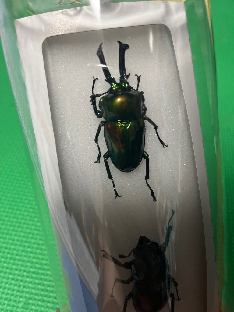 昆虫標本40匹セット　※A品B品 志賀昆虫普及社 志賀昆虫 標本作成セット(中型標本箱付き) 66895