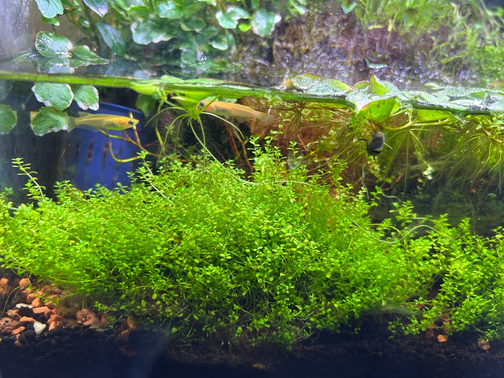 全体のレビュー画像 | 1-1