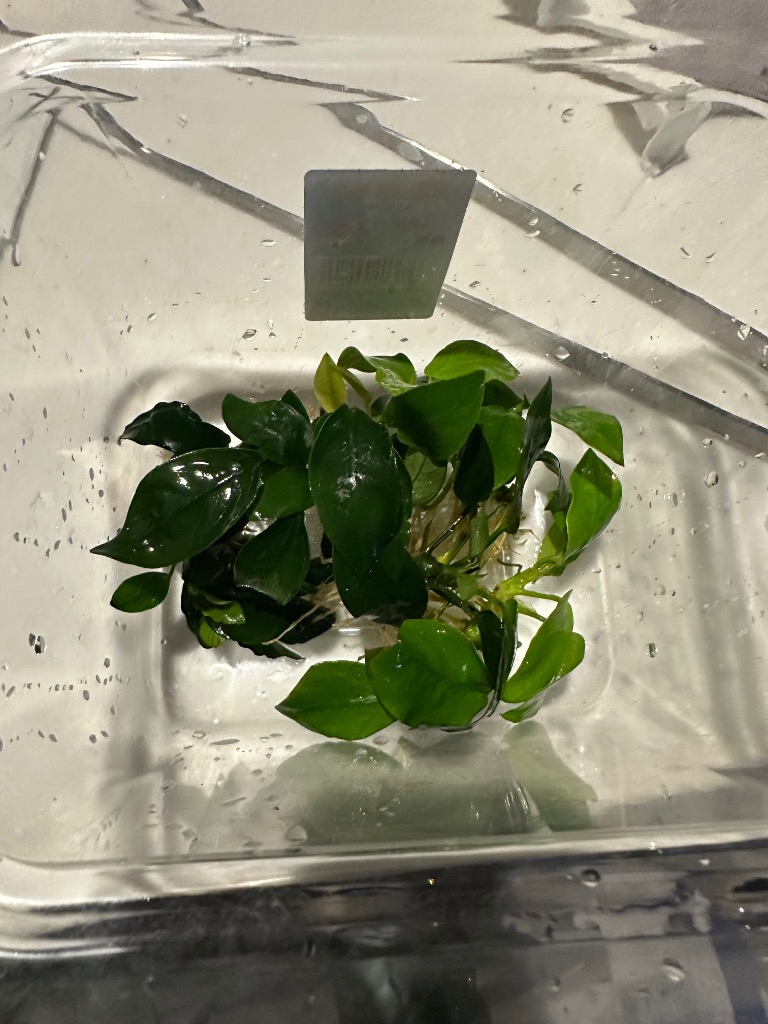 水草)☆株売り☆ 定番のアヌビアス ナナ3種 7株セット(水上葉 水草)☆株売り☆ 定番のアヌビアス ナナ3種 7株セット(水上葉