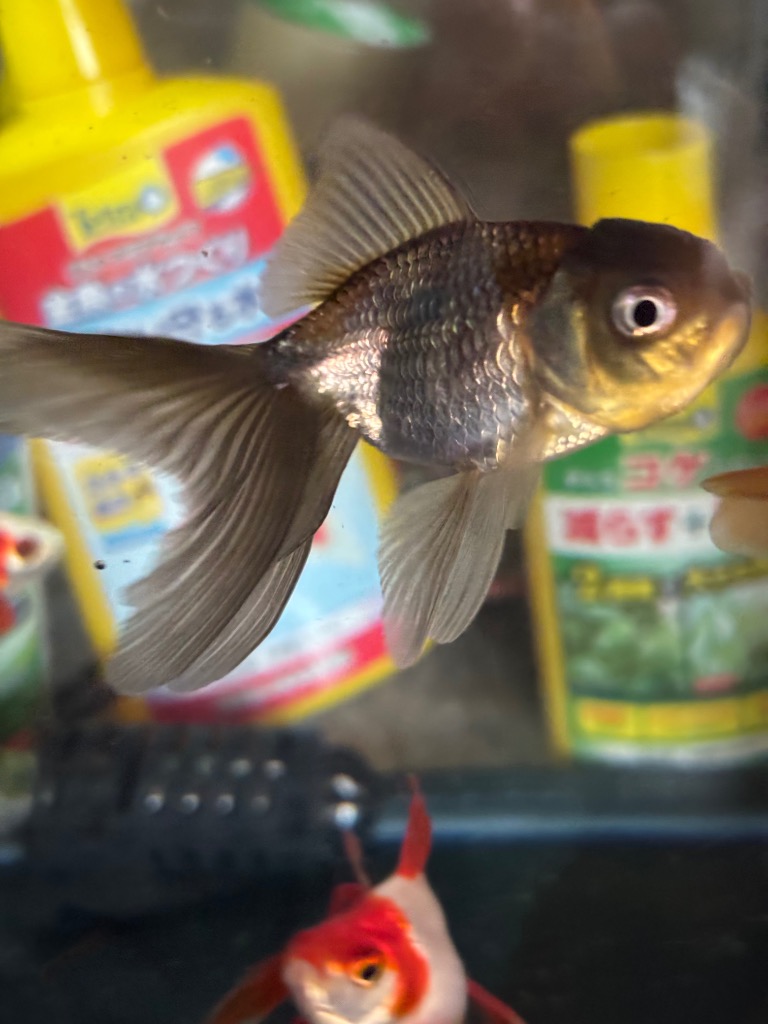 チャーム（charm） （国産金魚）青文魚（1匹） : チャーム charm
