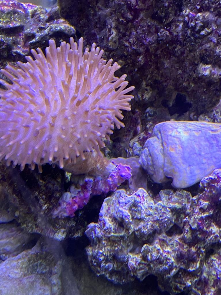 チャーム（ペット） （サンゴ）沖縄産 ウミキノコ ロングポリプ