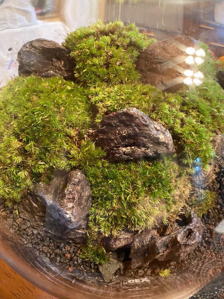 チャーム（ペット） （観葉植物）GEX グラスアクアリウム