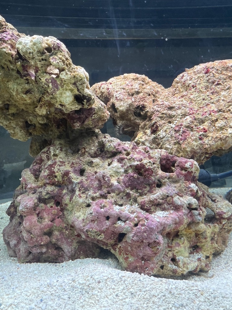 チャーム（ペット） （海水魚）Bグレードライブロック M−L