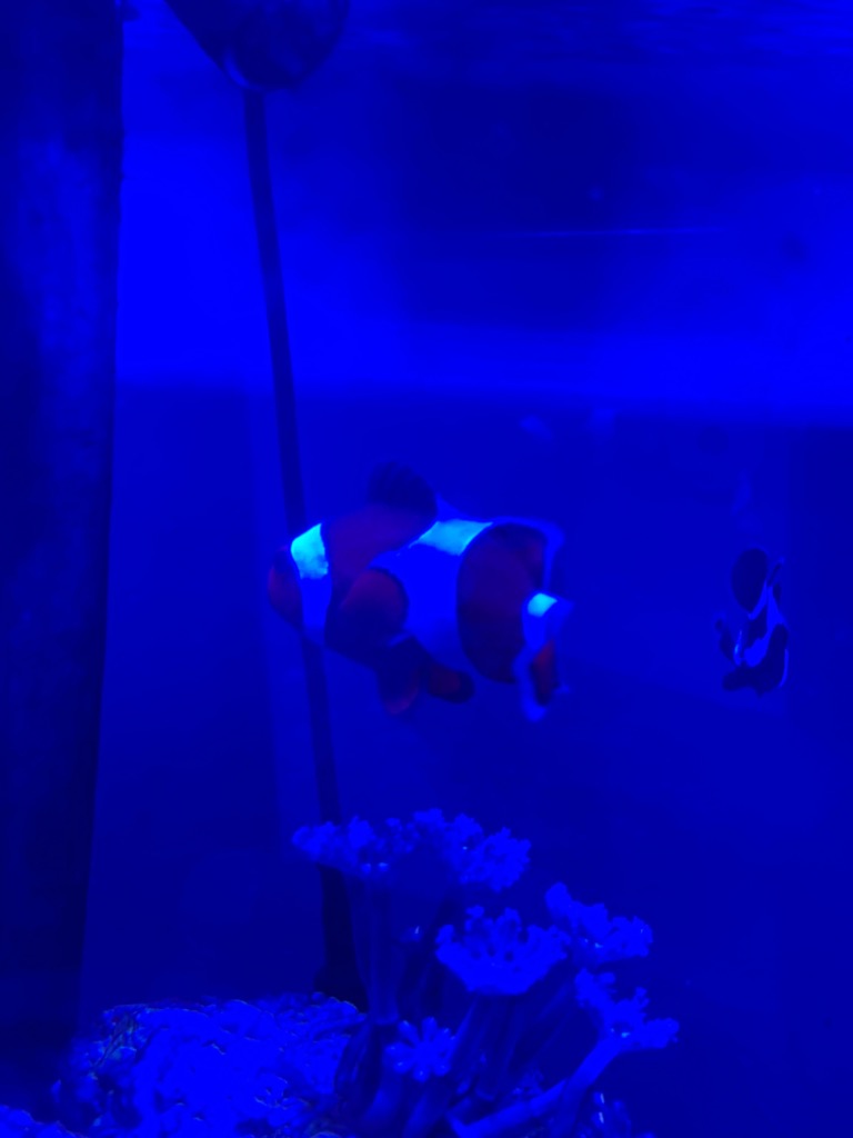 チャーム（ペット） （海水魚）カクレクマノミ Mサイズ