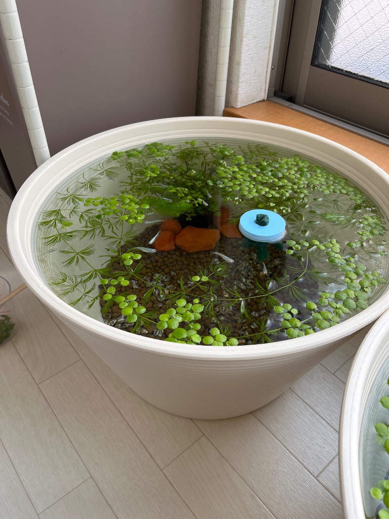 Leaf Corp 睡蓮鉢 メダカ鉢 金魚鉢 ホワイト 直径44cm 高さ