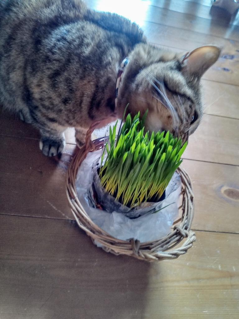 チャーム（charm） （観葉植物）ペットグラス 燕麦 ネコちゃんの草 3