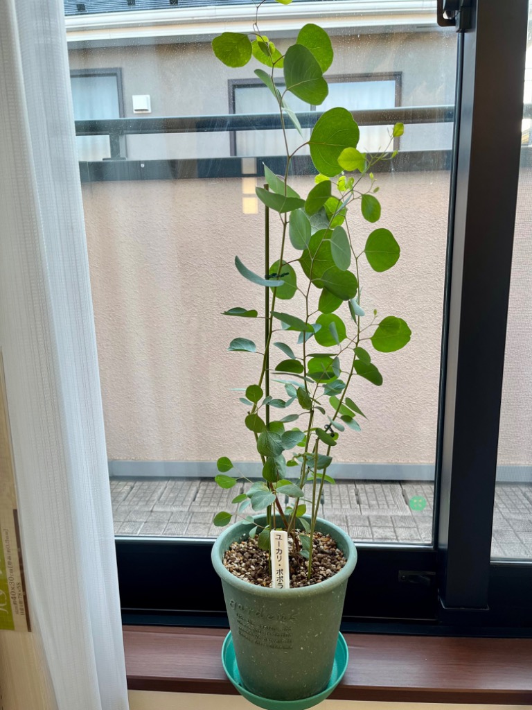 チャーム（ペット） （観葉植物）ユーカリ ポポラス 5〜6号