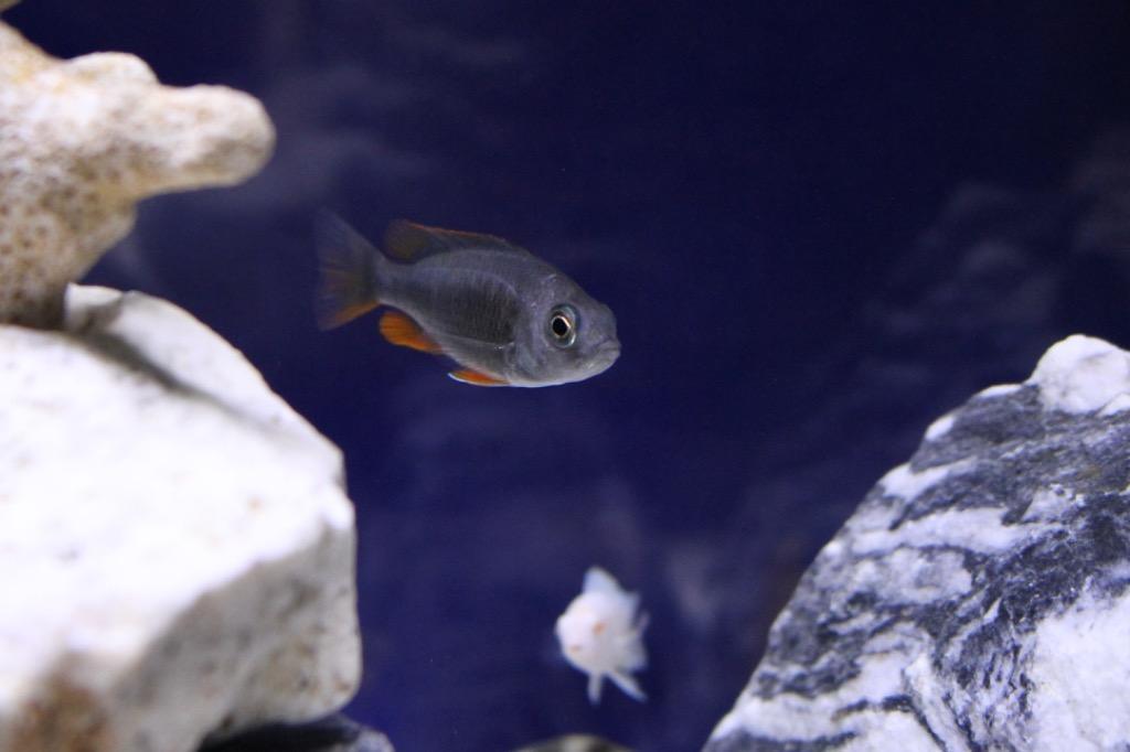 熱帯魚）コパディクロミス・ボルレイ カダンゴ レッドフィン（１匹） 北海道航空便要保温 : 49423 : チャーム charm ヤフー店 - 通販  - Yahoo!ショッピング