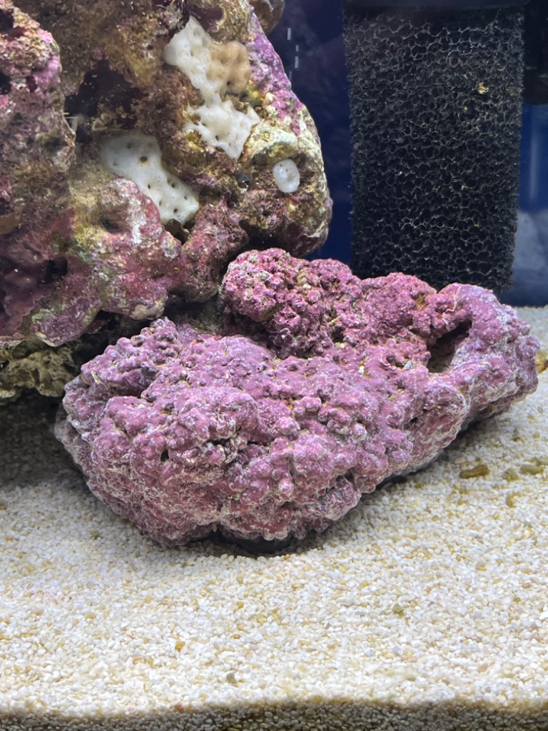 1件目のレビュー画像 | 1