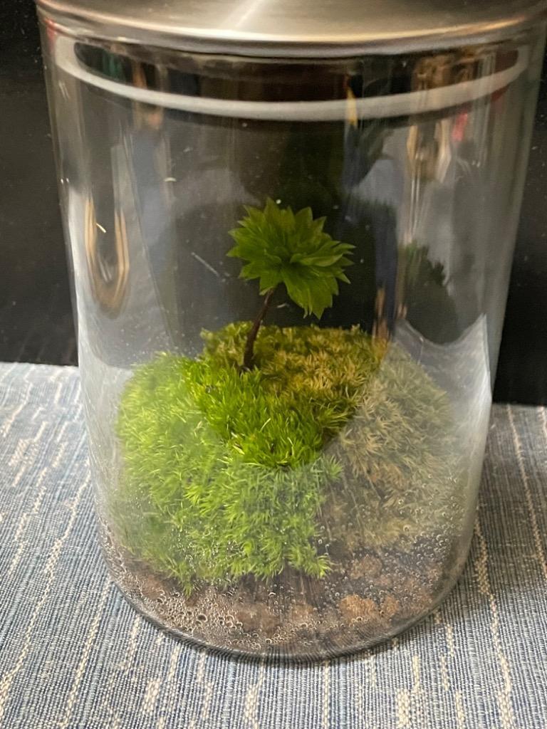 観葉植物）苔 オオカサゴケ（無農薬）（２株） - 苔玉、苔