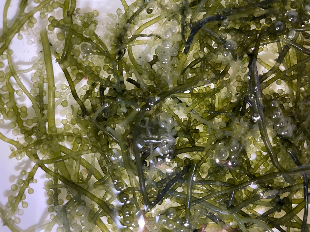 ウミブドウさま専用ページです チャーム（ペット） （海水魚）海藻 生餌 ウミブドウミックス