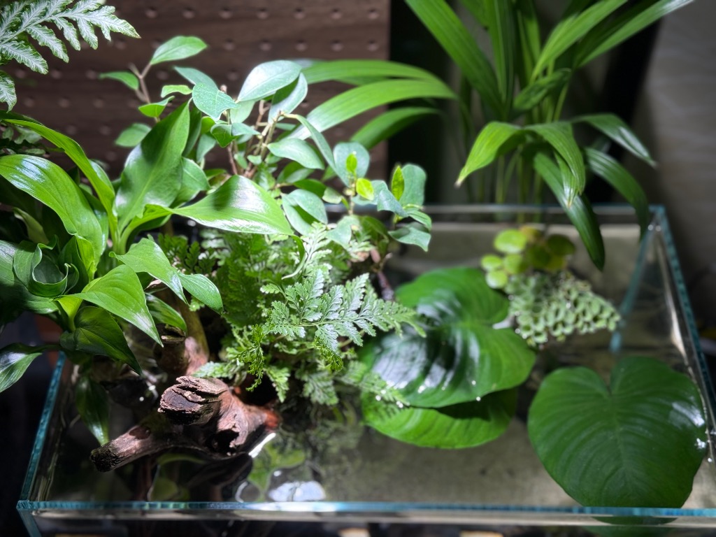 水草）アヌビアス バルテリー Lサイズ（1株分）のレビュー・口コミ