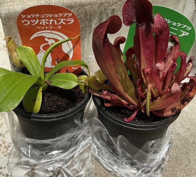チャーム（charm） （食虫植物）サラセニア スワニアナ 2．5〜3号