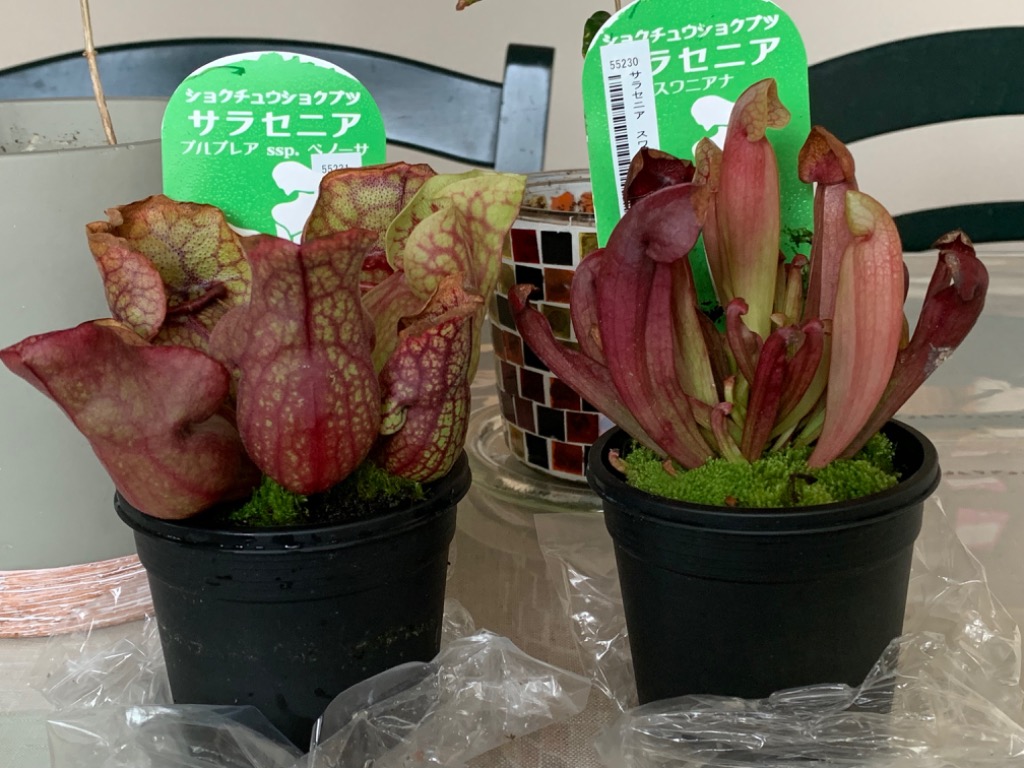 チャーム（charm） （食虫植物）サラセニア スワニアナ 2．5〜3号