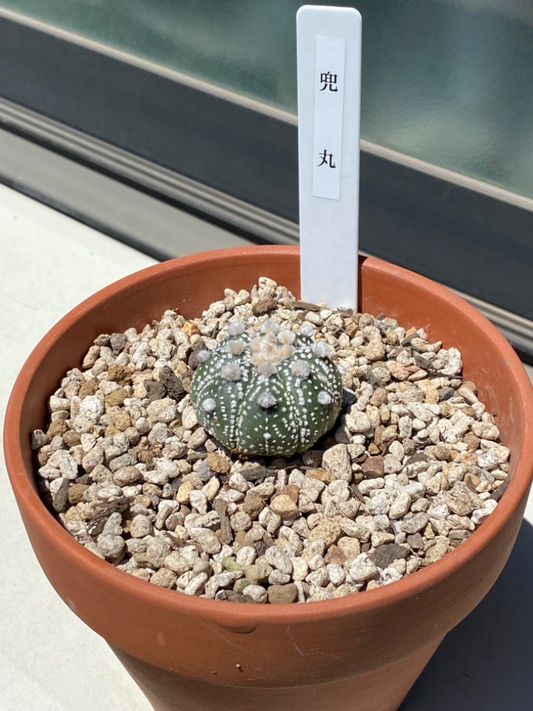 チャーム（ペット） （多肉植物）サボテン アストロフィツム 兜