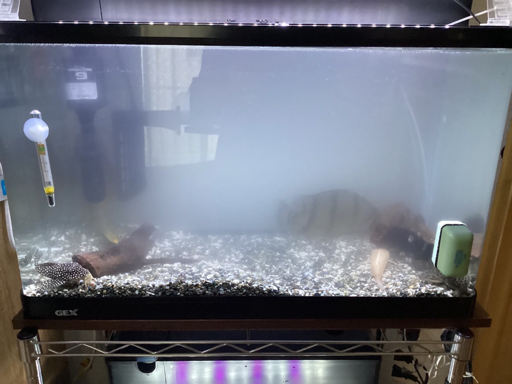 【新品未使用品】アクアエックスプラス　ホワイト AquaX Plus White｜MindooTechnology – 株式会社 Mindoo Technology