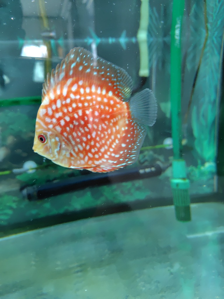 熱帯魚）ポルカドットラフレシア・ディスカス（Ｓサイズ）（１匹） 北海道・九州航空便要保温 : 584652 : チャーム charm ヤフー店 -  通販 - Yahoo!ショッピング