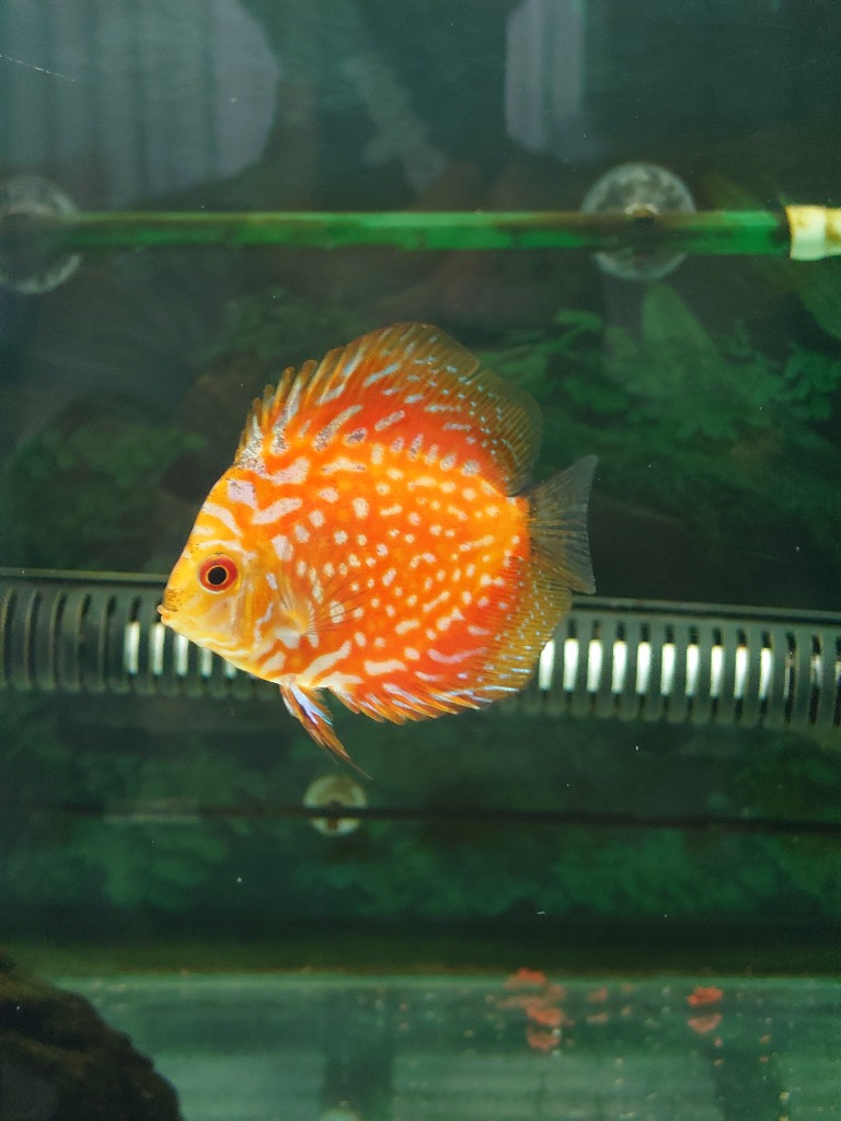 8件目のレビュー画像 | 0