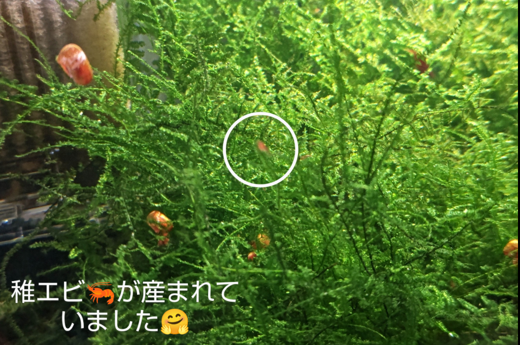 全体のレビュー画像 | 9-1