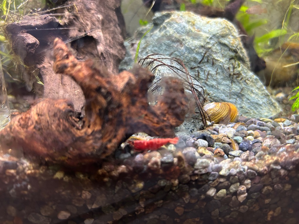 全体のレビュー画像 | 0-0