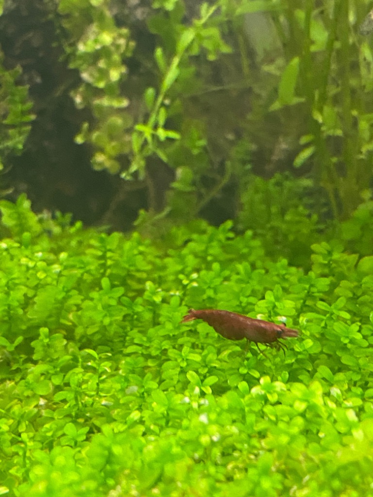 全体のレビュー画像 | 3-0