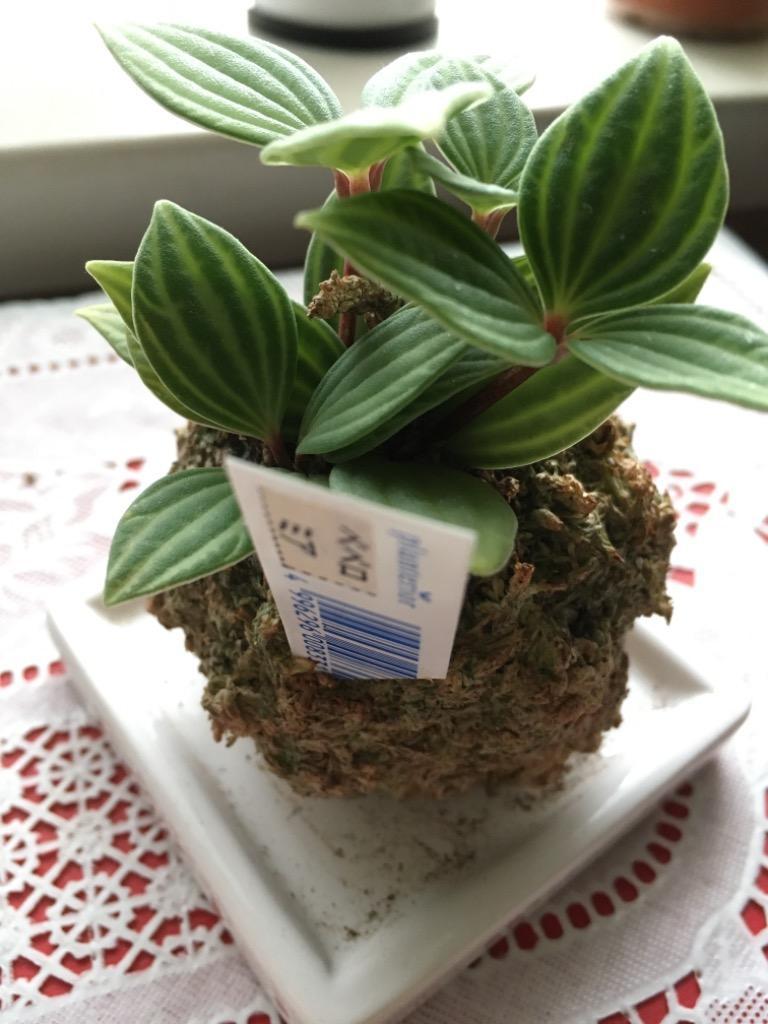 観葉植物）苔玉 おまかせ観葉 Ｖｅｒ．水苔（１個） コケ玉 :65492:チャーム charm ヤフー店 - 通販 - Yahoo!ショッピング