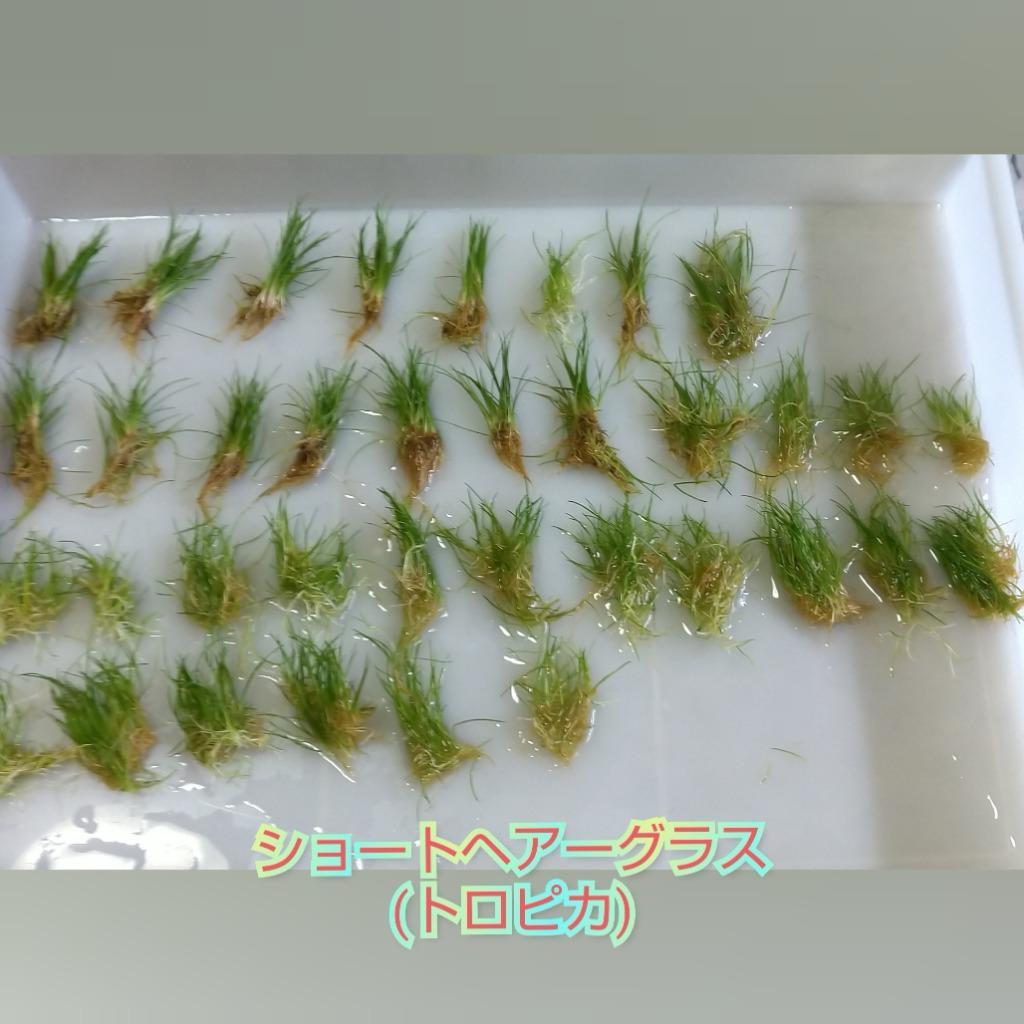 1件目のレビュー画像 | 0