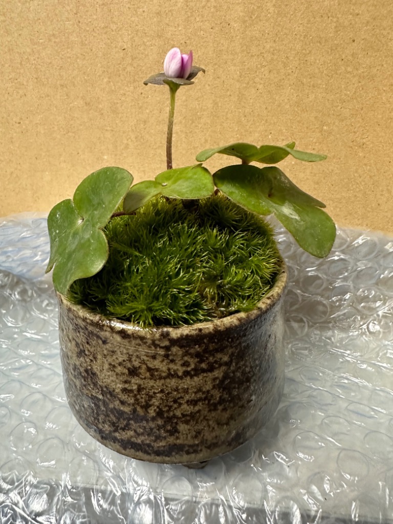 1件目のレビュー画像 | 1