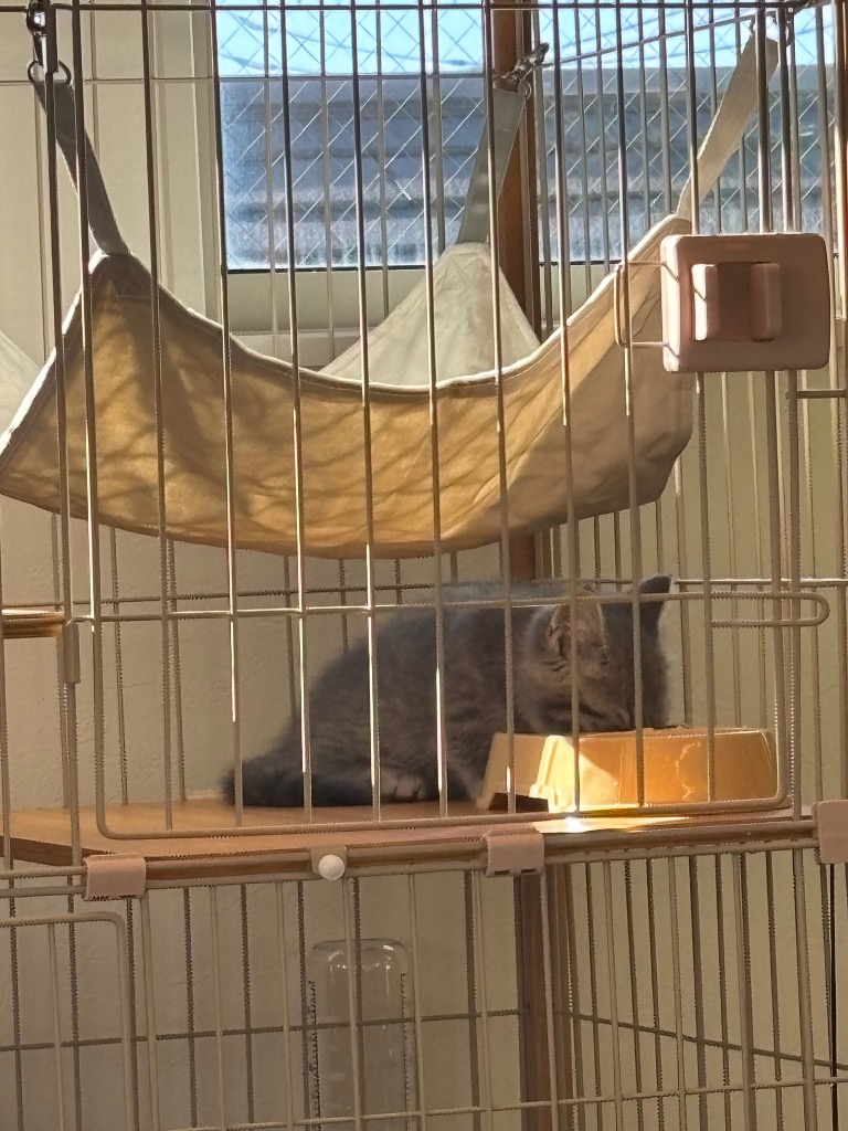 全体のレビュー画像 | 0-0