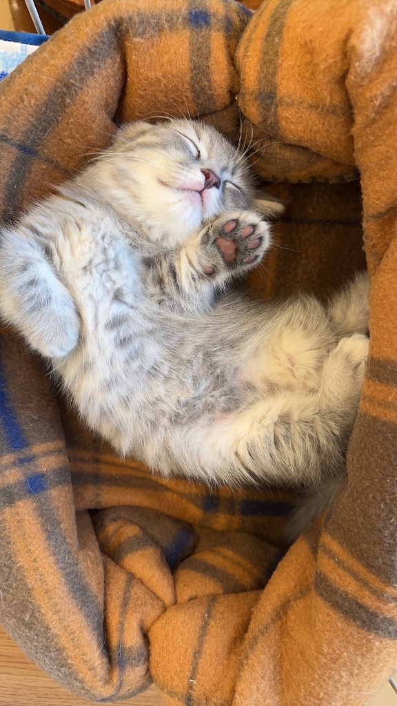 全体のレビュー画像 | 0-2