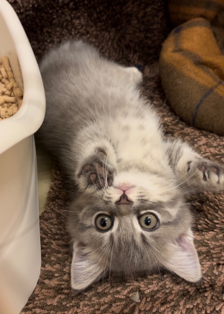 全体のレビュー画像 | 0-4