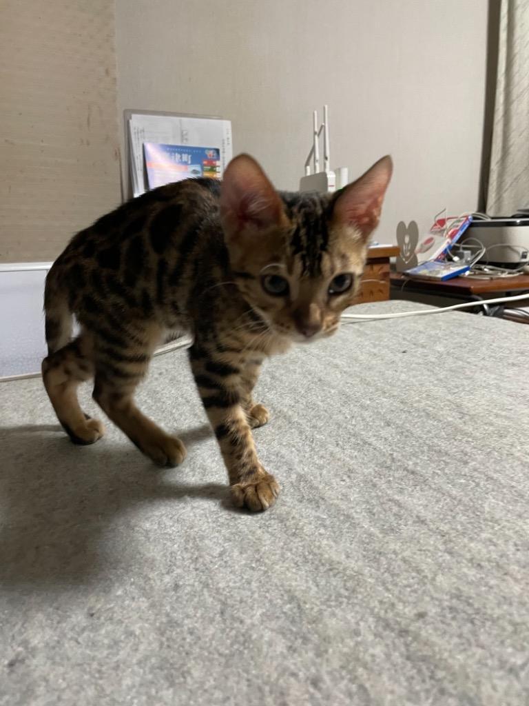 全体のレビュー画像 | 1-0