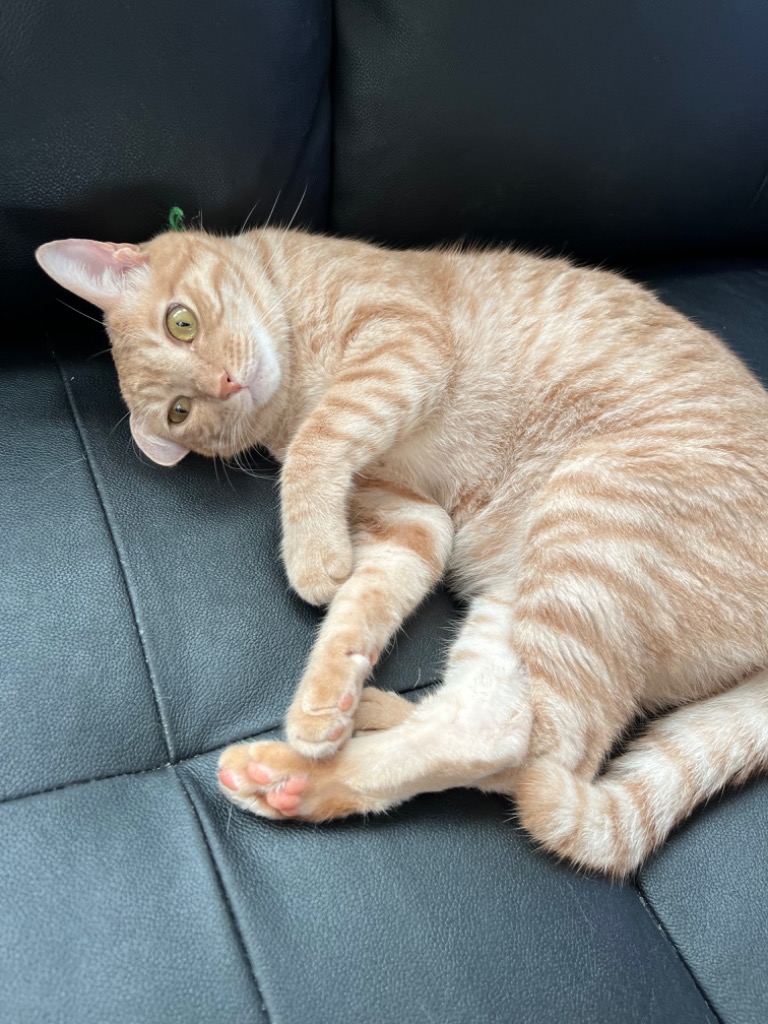 1件目のレビュー画像 | 0