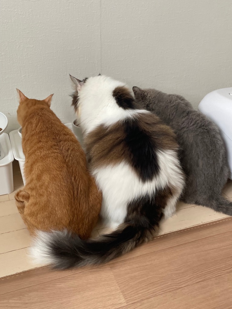 全体のレビュー画像 | 0-0