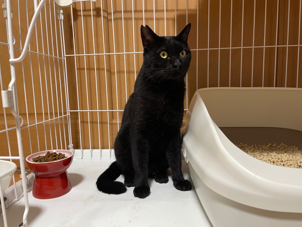 1件目のレビュー画像 | 0