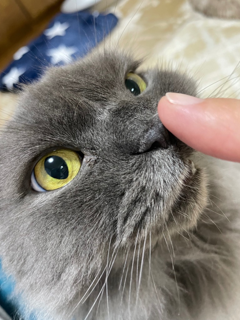 全体のレビュー画像 | 0-0